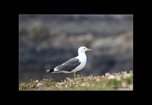 Bretagne